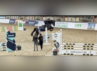 Westfaliano, Castrone, 6 Anni, 182 cm, Baio nero