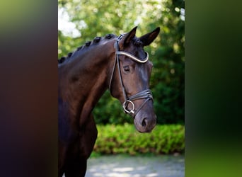Westfaliano, Castrone, 6 Anni, 182 cm, Morello