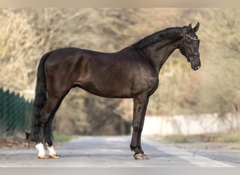 Westfaliano, Castrone, 6 Anni, 182 cm, Morello