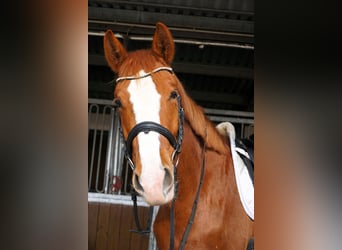 Westfaliano, Castrone, 6 Anni, 183 cm, Sauro