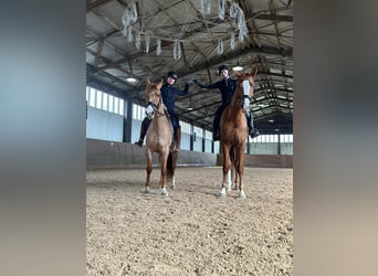 Westfaliano, Castrone, 6 Anni, 183 cm, Sauro