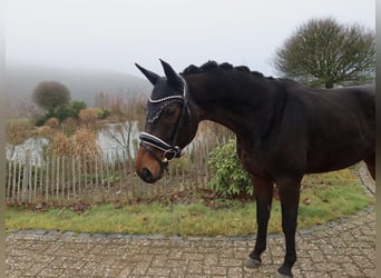 Westfaliano, Castrone, 6 Anni, Baio scuro