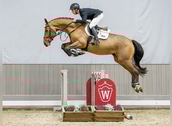 Westfaliano, Castrone, 6 Anni, Grigio