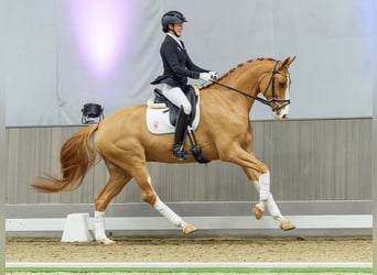 Westfaliano, Castrone, 6 Anni, Sauro