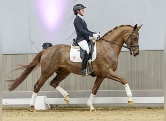 Westfaliano, Castrone, 6 Anni, Sauro scuro