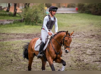 Westfaliano, Castrone, 7 Anni, 162 cm, Baio