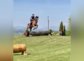 Westfaliano, Castrone, 7 Anni, 163 cm, Baio