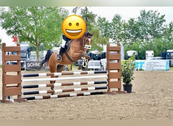 Westfaliano, Castrone, 7 Anni, 163 cm, Baio