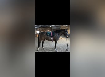 Westfaliano, Castrone, 7 Anni, 164 cm, Baio scuro