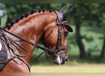 Westfaliano, Castrone, 7 Anni, 166 cm, Baio