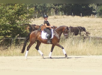 Westfaliano, Castrone, 7 Anni, 167 cm, Baio