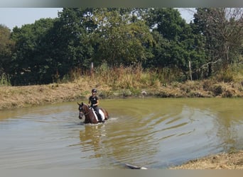 Westfaliano, Castrone, 7 Anni, 167 cm, Baio
