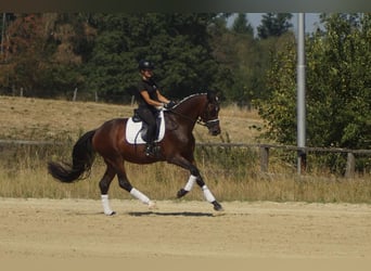 Westfaliano, Castrone, 7 Anni, 167 cm, Baio
