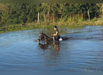 Westfaliano, Castrone, 7 Anni, 167 cm, Morello