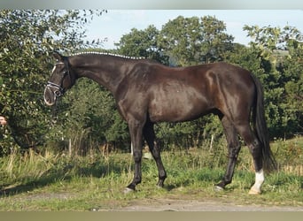 Westfaliano, Castrone, 7 Anni, 167 cm, Morello