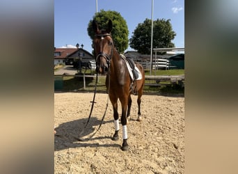 Westfaliano, Castrone, 7 Anni, 168 cm, Baio scuro