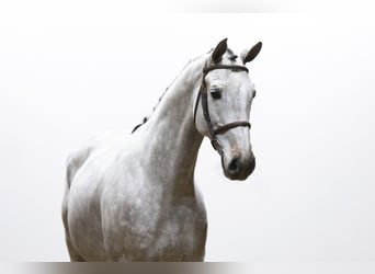 Westfaliano, Castrone, 7 Anni, 168 cm, Può diventare grigio