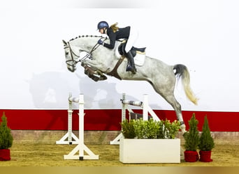 Westfaliano, Castrone, 7 Anni, 168 cm, Può diventare grigio