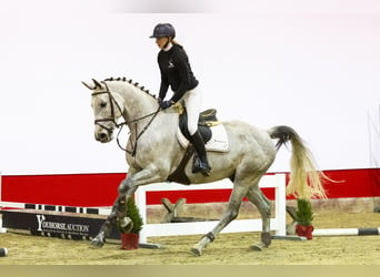 Westfaliano, Castrone, 7 Anni, 168 cm, Può diventare grigio