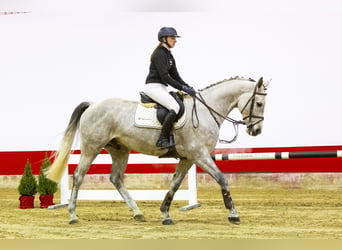 Westfaliano, Castrone, 7 Anni, 168 cm, Può diventare grigio