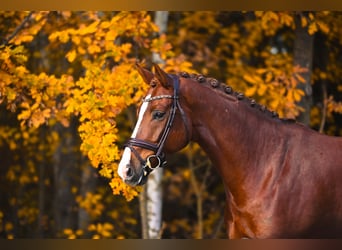 Westfaliano, Castrone, 7 Anni, 168 cm, Sauro scuro