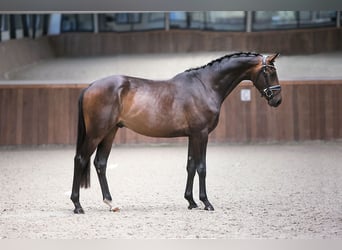 Westfaliano, Castrone, 7 Anni, 169 cm, Baio scuro