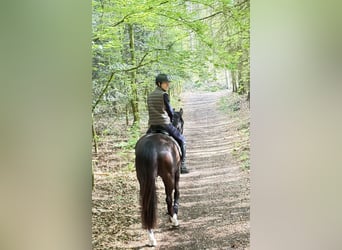 Westfaliano, Castrone, 7 Anni, 169 cm, Sauro scuro