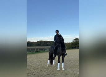 Westfaliano, Castrone, 7 Anni, 169 cm, Sauro scuro