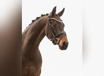 Westfaliano, Castrone, 7 Anni, 170 cm, Baio