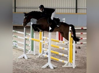 Westfaliano, Castrone, 7 Anni, 170 cm, Baio