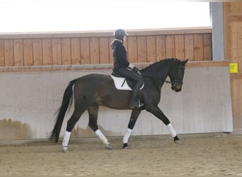 Westfaliano, Castrone, 7 Anni, 170 cm, Baio scuro
