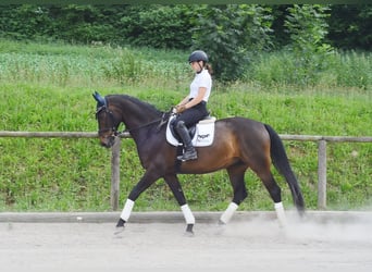 Westfaliano, Castrone, 7 Anni, 170 cm, Baio scuro
