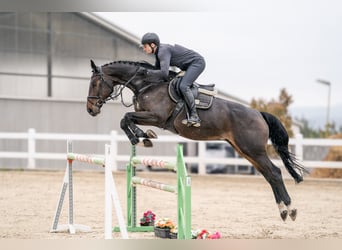 Westfaliano, Castrone, 7 Anni, 170 cm