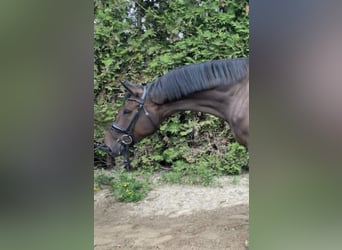 Westfaliano, Castrone, 7 Anni, 172 cm, Baio scuro