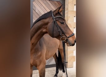 Westfaliano, Castrone, 7 Anni, 172 cm, Baio scuro