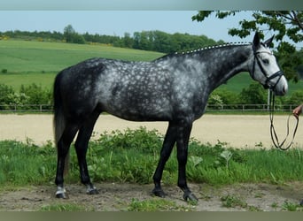 Westfaliano, Castrone, 7 Anni, 172 cm, Grigio