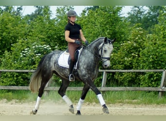 Westfaliano, Castrone, 7 Anni, 172 cm, Grigio