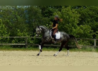 Westfaliano, Castrone, 7 Anni, 172 cm, Grigio