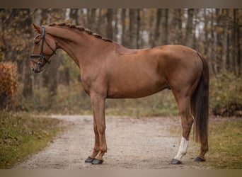 Westfaliano, Castrone, 7 Anni, 172 cm, Sauro scuro