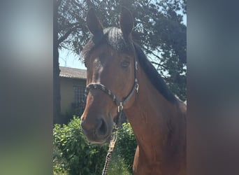 Westfaliano, Castrone, 7 Anni, 173 cm, Baio