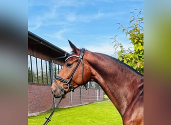 Westfaliano, Castrone, 7 Anni, 173 cm, Baio
