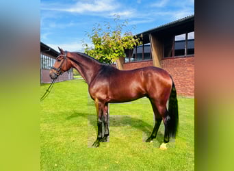 Westfaliano, Castrone, 7 Anni, 173 cm, Baio