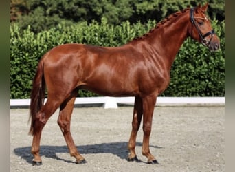 Westfaliano, Castrone, 7 Anni, 173 cm, Sauro