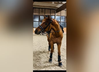 Westfaliano, Castrone, 7 Anni, 173 cm, Sauro