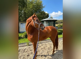 Westfaliano, Castrone, 7 Anni, 173 cm, Sauro