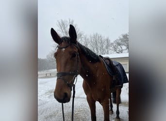 Westfaliano, Castrone, 7 Anni, 175 cm, Baio