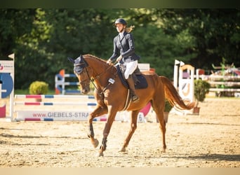 Westfaliano, Castrone, 7 Anni, 175 cm, Sauro