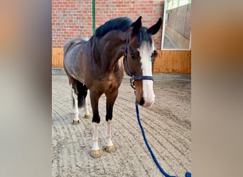 Westfaliano, Castrone, 7 Anni