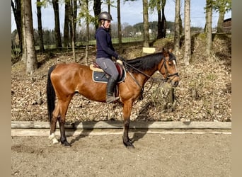 Westfaliano, Castrone, 8 Anni, 162 cm, Baio scuro