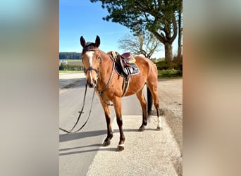 Westfaliano, Castrone, 8 Anni, 162 cm, Baio scuro